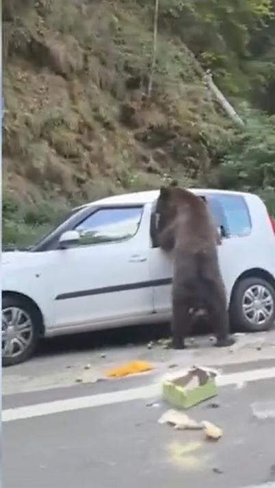Un urs care a găsit o mașină parcată pe Transfăgărășan s-a apucat să caute mâncare și a făcut prăpăd în ea 1090466