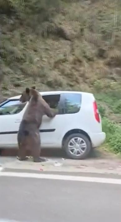 Un urs care a găsit o mașină parcată pe Transfăgărășan s-a apucat să caute mâncare și a făcut prăpăd în ea 1090467
