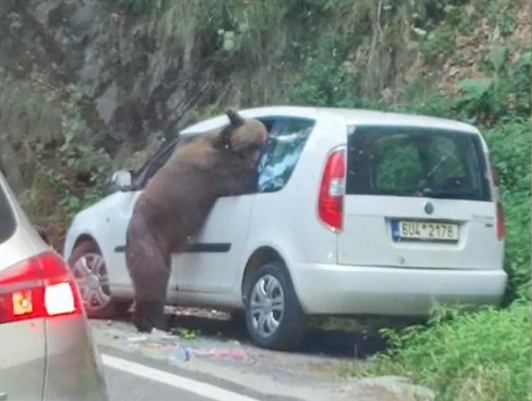 Un urs care a găsit o mașină parcată pe Transfăgărășan s-a apucat să caute mâncare și a făcut prăpăd în ea 1090468