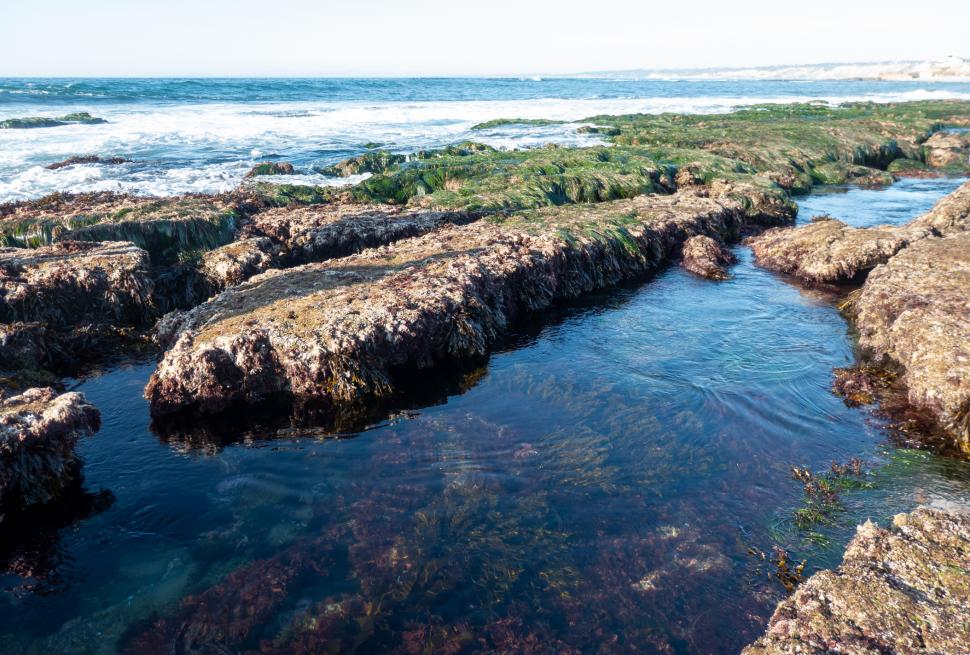 Plaja care se transformă în sute de acvarii naturale: „Piscinele” ascunse apar doar când oceanul se retrage. Cum arată La Jolla 1090647