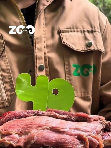 Un crocodil a primit un tort din carne de vită de ziua lui. Fidel a împlinit 40 de ani și este la un zoo din Kazahstan 1090723