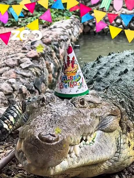 Un crocodil a primit un tort din carne de vită de ziua lui. Fidel a împlinit 40 de ani și este la un zoo din Kazahstan 1090725