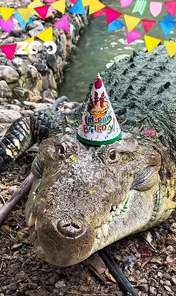 Un crocodil a primit un tort din carne de vită de ziua lui. Fidel a împlinit 40 de ani și este la un zoo din Kazahstan 1090726