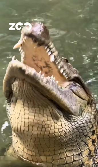 Un crocodil a primit un tort din carne de vită de ziua lui. Fidel a împlinit 40 de ani și este la un zoo din Kazahstan 1090727