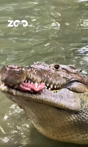 Un crocodil a primit un tort din carne de vită de ziua lui. Fidel a împlinit 40 de ani și este la un zoo din Kazahstan 1090728
