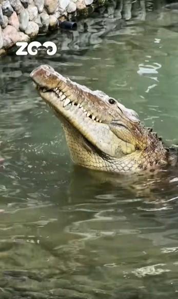 Un crocodil a primit un tort din carne de vită de ziua lui. Fidel a împlinit 40 de ani și este la un zoo din Kazahstan 1090729