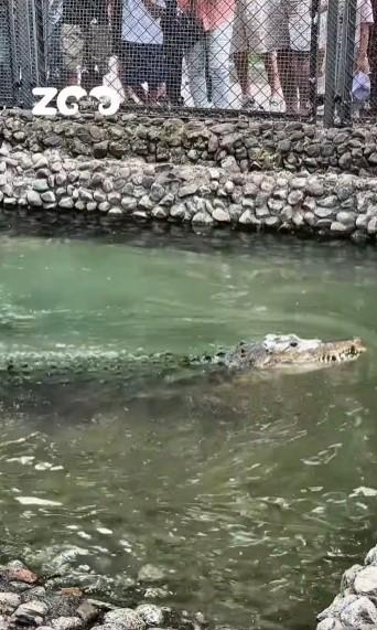 Un crocodil a primit un tort din carne de vită de ziua lui. Fidel a împlinit 40 de ani și este la un zoo din Kazahstan 1090730