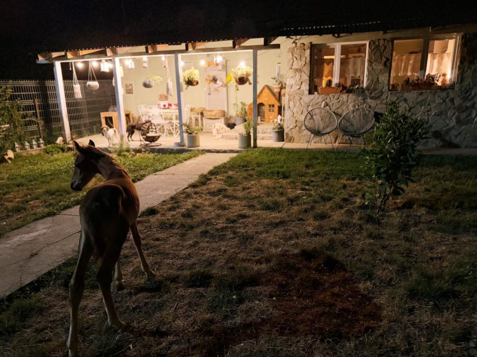 Marlie, cel mai alintat mânz de pe net: Imaginea cu căluțul orfan din Sălaj care doarme în pijama ca un copil a înduioșat mii de români 1091295