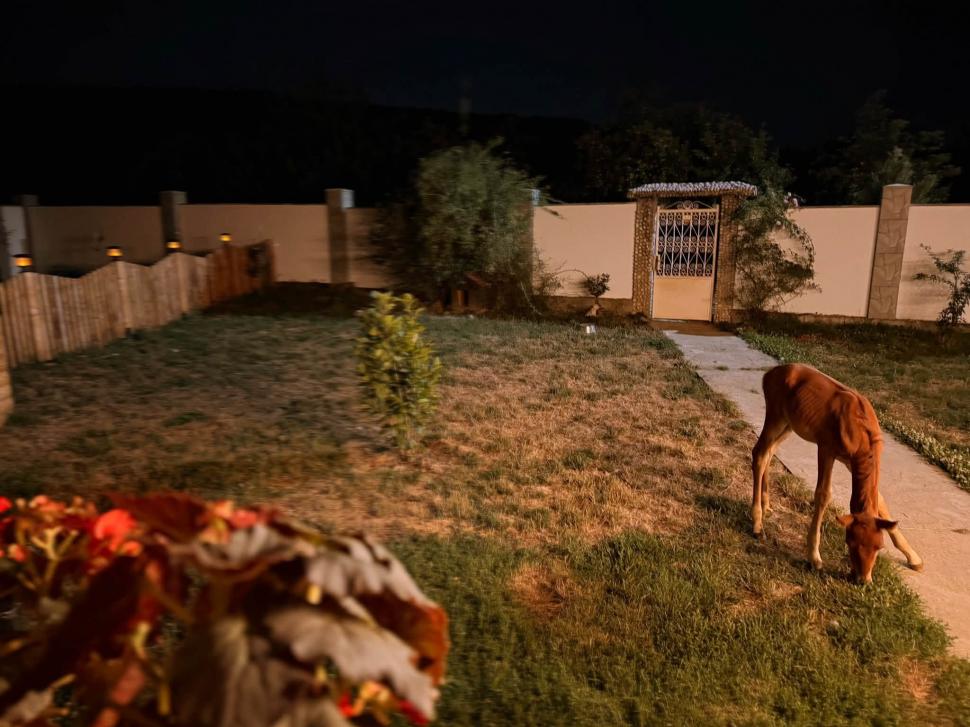 Marlie, cel mai alintat mânz de pe net: Imaginea cu căluțul orfan din Sălaj care doarme în pijama ca un copil a înduioșat mii de români 1091297