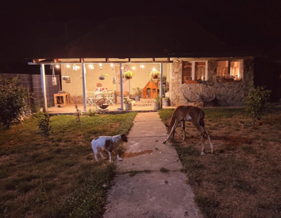 Marlie, cel mai alintat mânz de pe net: Imaginea cu căluțul orfan din Sălaj care doarme în pijama ca un copil a înduioșat mii de români 1091299