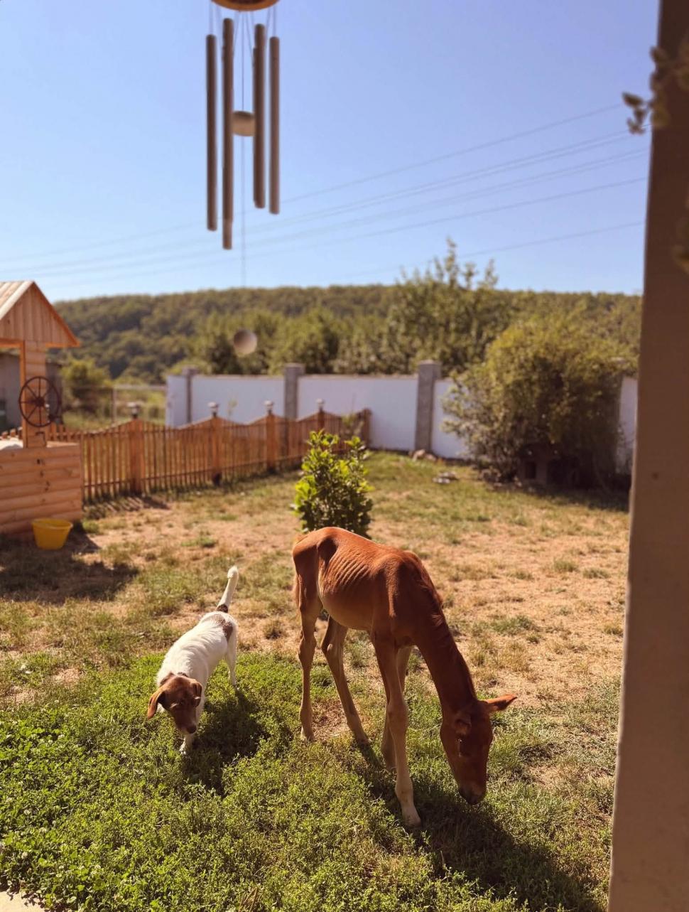 Marlie, cel mai alintat mânz de pe net: Imaginea cu căluțul orfan din Sălaj care doarme în pijama ca un copil a înduioșat mii de români 1091301