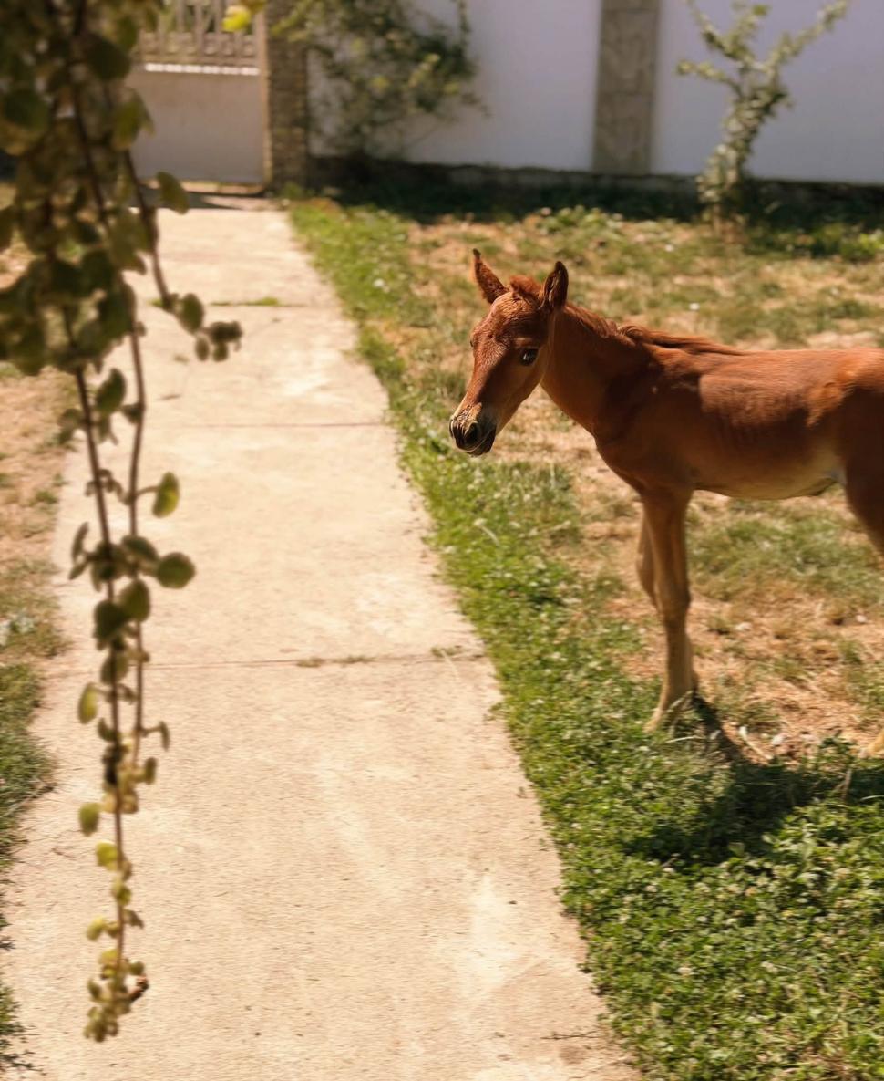 Marlie, cel mai alintat mânz de pe net: Imaginea cu căluțul orfan din Sălaj care doarme în pijama ca un copil a înduioșat mii de români 1091305