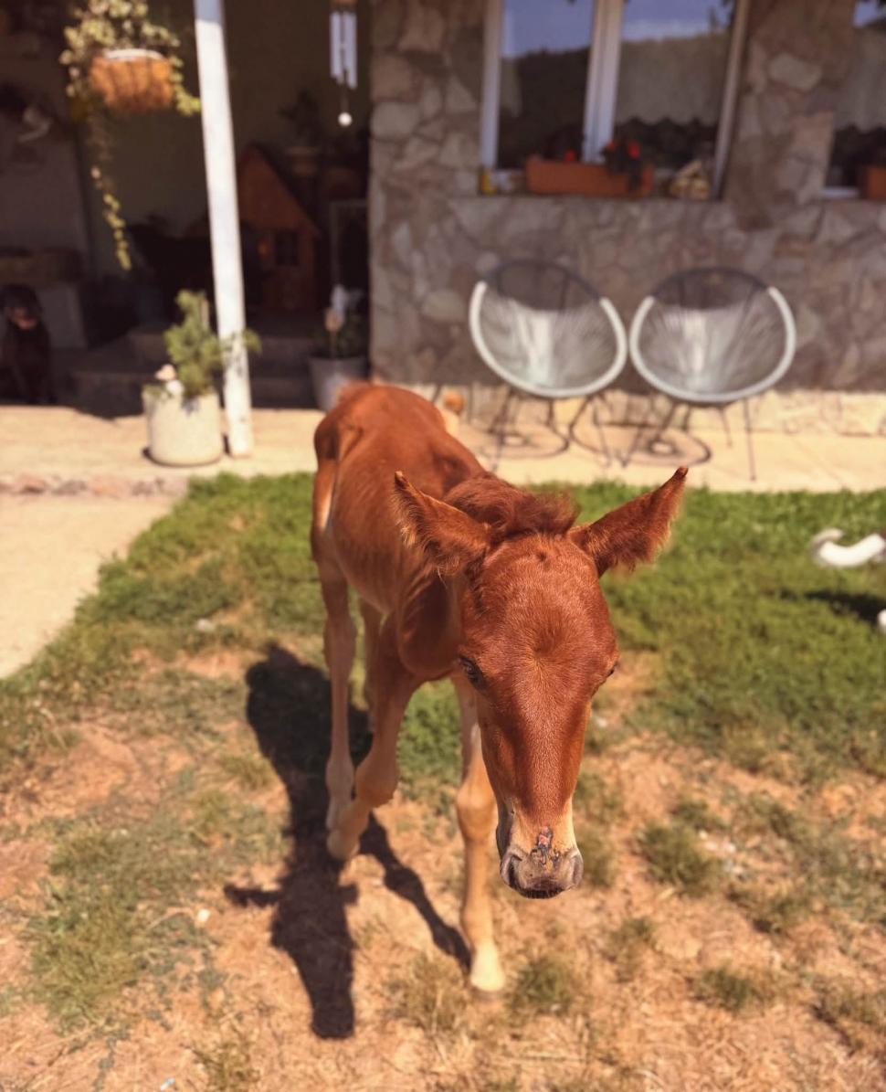 Marlie, cel mai alintat mânz de pe net: Imaginea cu căluțul orfan din Sălaj care doarme în pijama ca un copil a înduioșat mii de români 1091307