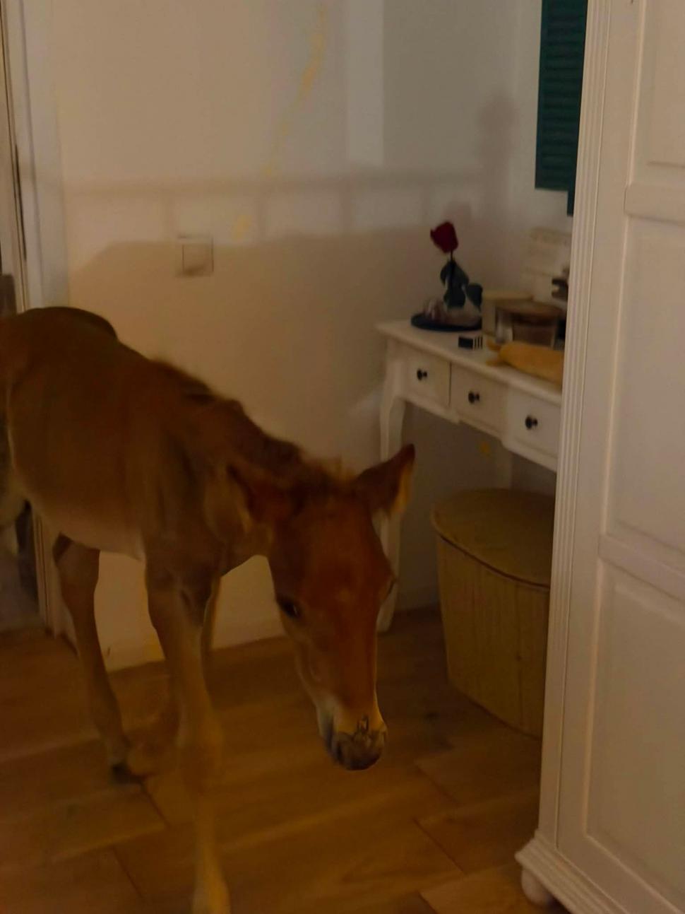 Marlie, cel mai alintat mânz de pe net: Imaginea cu căluțul orfan din Sălaj care doarme în pijama ca un copil a înduioșat mii de români 1091308