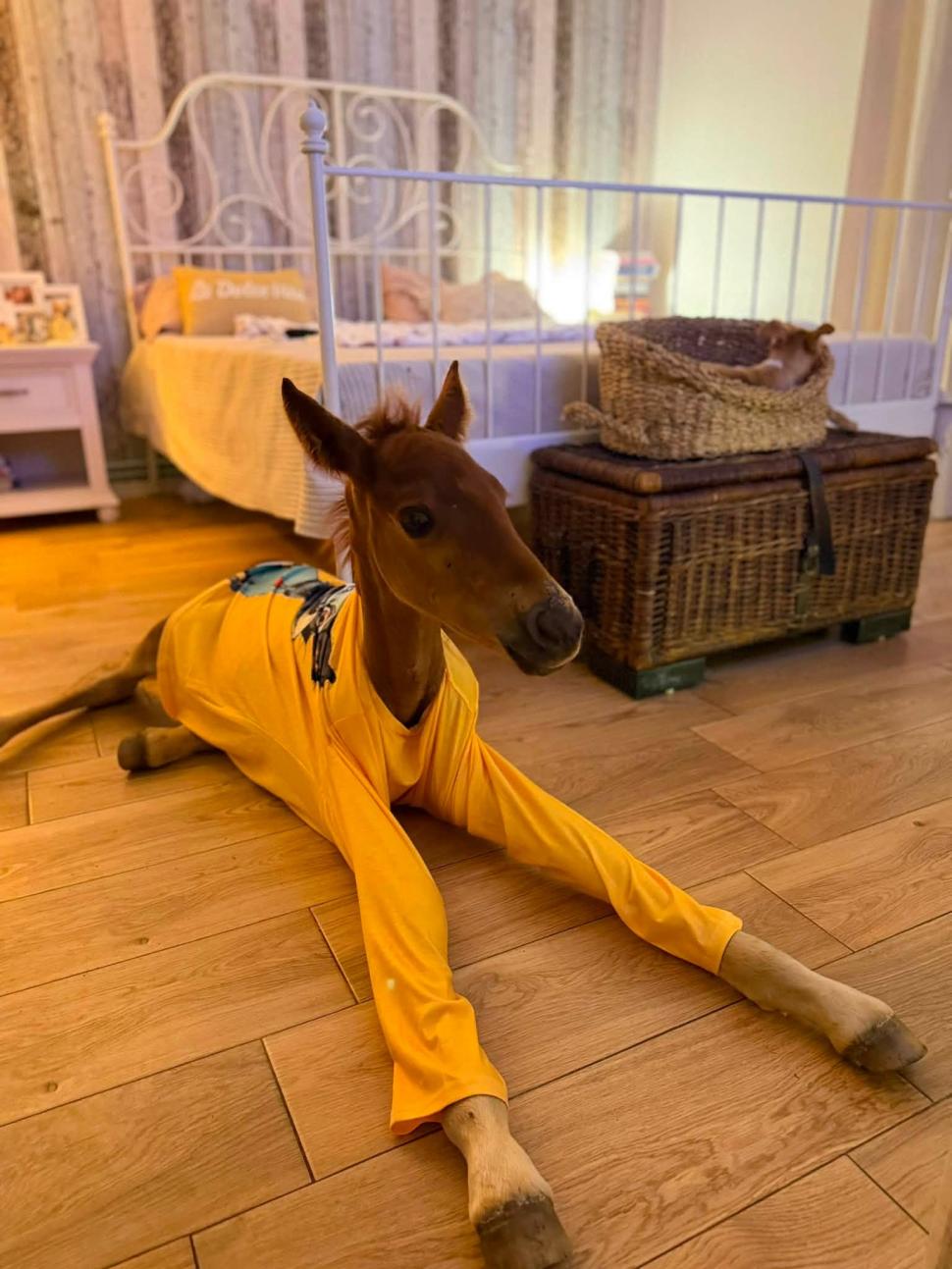 Marlie, cel mai alintat mânz de pe net: Imaginea cu căluțul orfan din Sălaj care doarme în pijama ca un copil a înduioșat mii de români 1091314