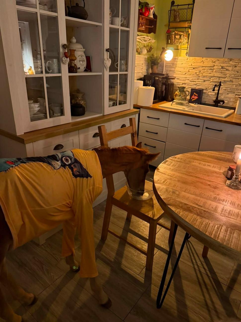 Marlie, cel mai alintat mânz de pe net: Imaginea cu căluțul orfan din Sălaj care doarme în pijama ca un copil a înduioșat mii de români 1091316