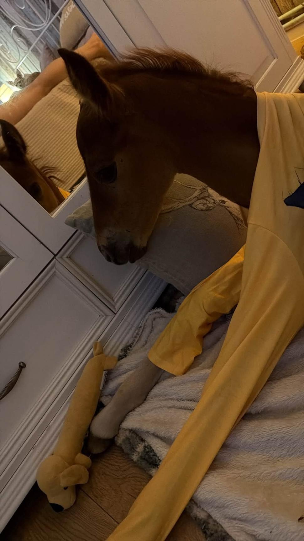 Marlie, cel mai alintat mânz de pe net: Imaginea cu căluțul orfan din Sălaj care doarme în pijama ca un copil a înduioșat mii de români 1091319