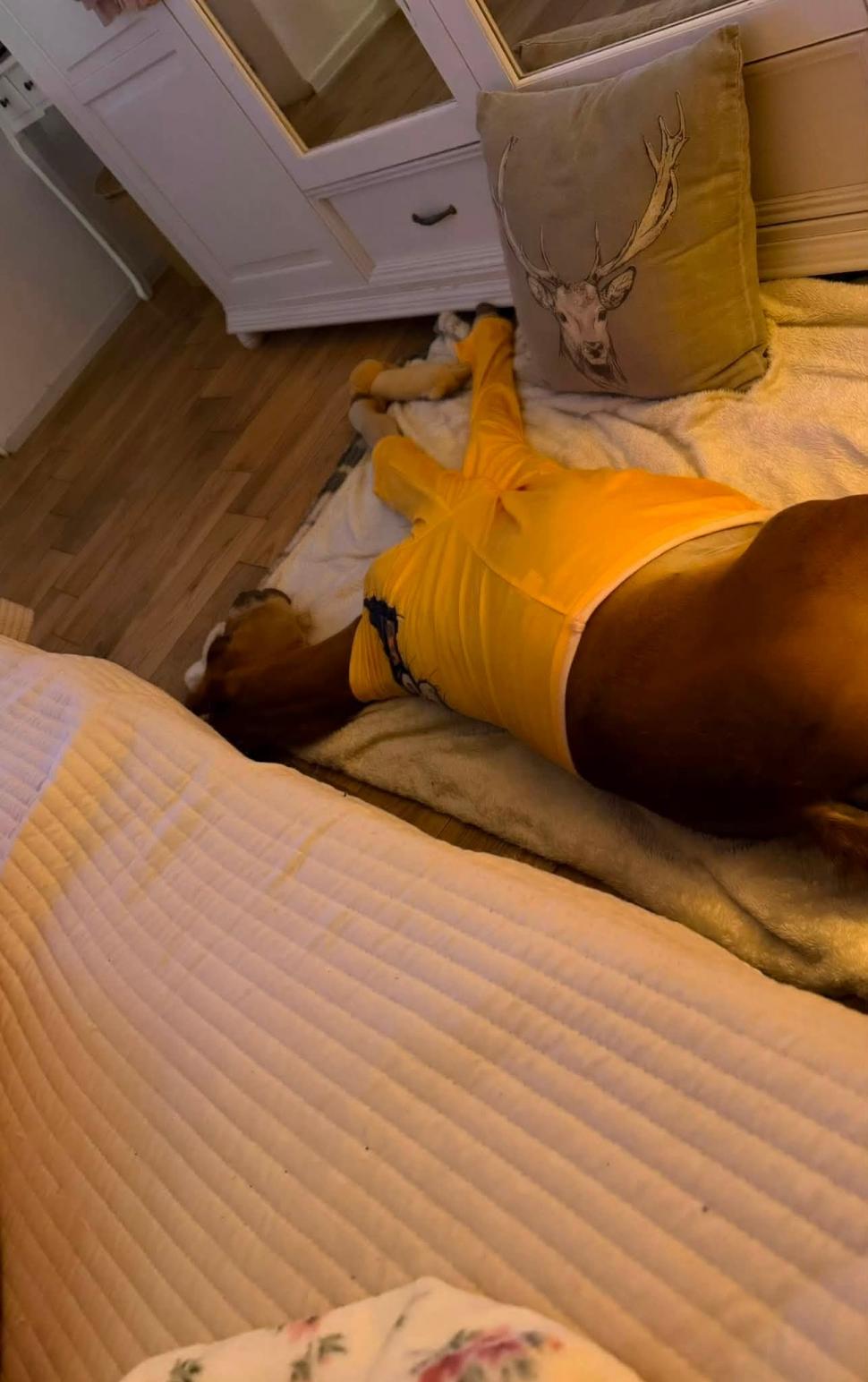 Marlie, cel mai alintat mânz de pe net: Imaginea cu căluțul orfan din Sălaj care doarme în pijama ca un copil a înduioșat mii de români 1091321