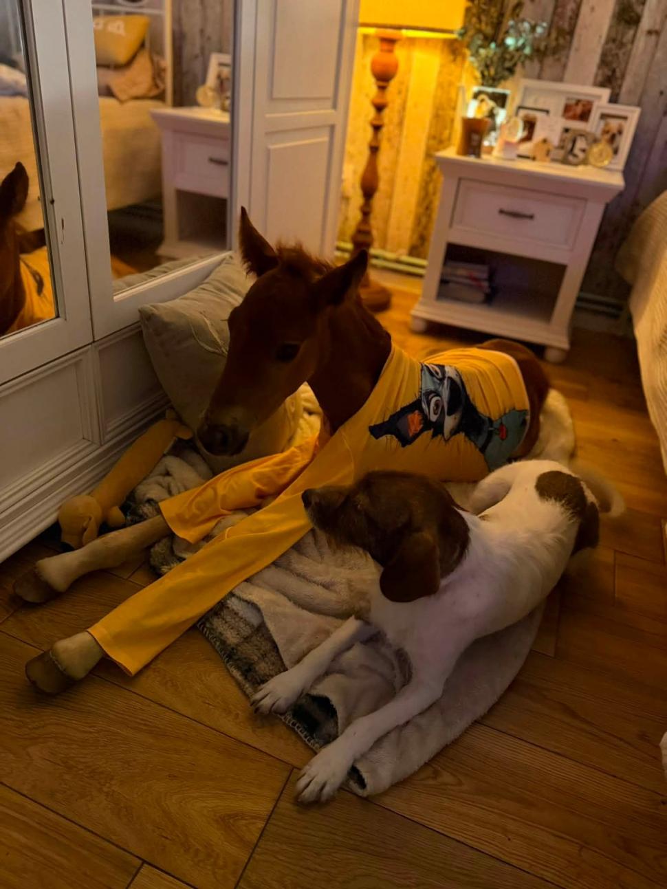 Marlie, cel mai alintat mânz de pe net: Imaginea cu căluțul orfan din Sălaj care doarme în pijama ca un copil a înduioșat mii de români 1091323