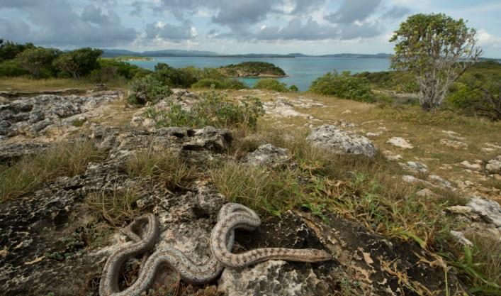 În 2017, Antigua și Barbuda au eliminat șobolanii din Redonda. Până în 2023, vegetația a crescut cu 2.000% pe insulă 1091859