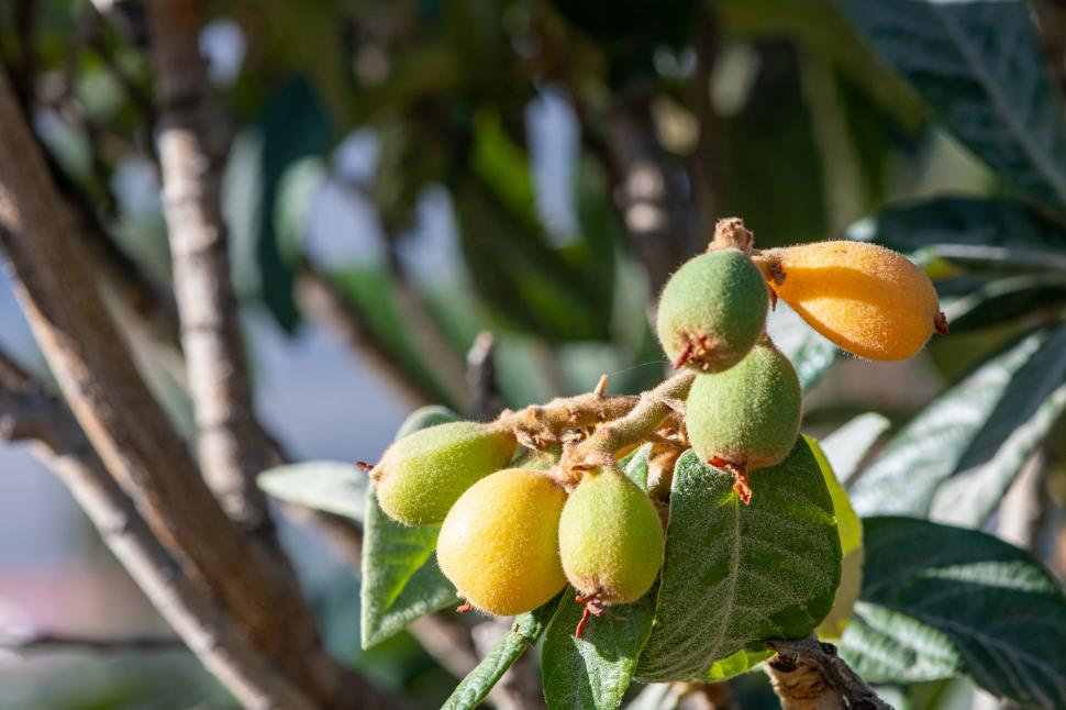 Fructul antic de care mulți europeni au uitat: Pomii de moșmoane sunt readuși la viață. Alimentul sănătos dispăruse din farfurii 1092019
