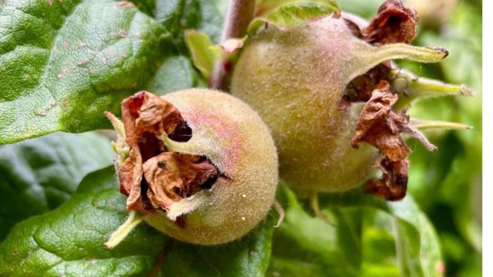 Fructul antic de care mulți europeni au uitat: Pomii de moșmoane sunt readuși la viață. Alimentul sănătos dispăruse din farfurii 1092022