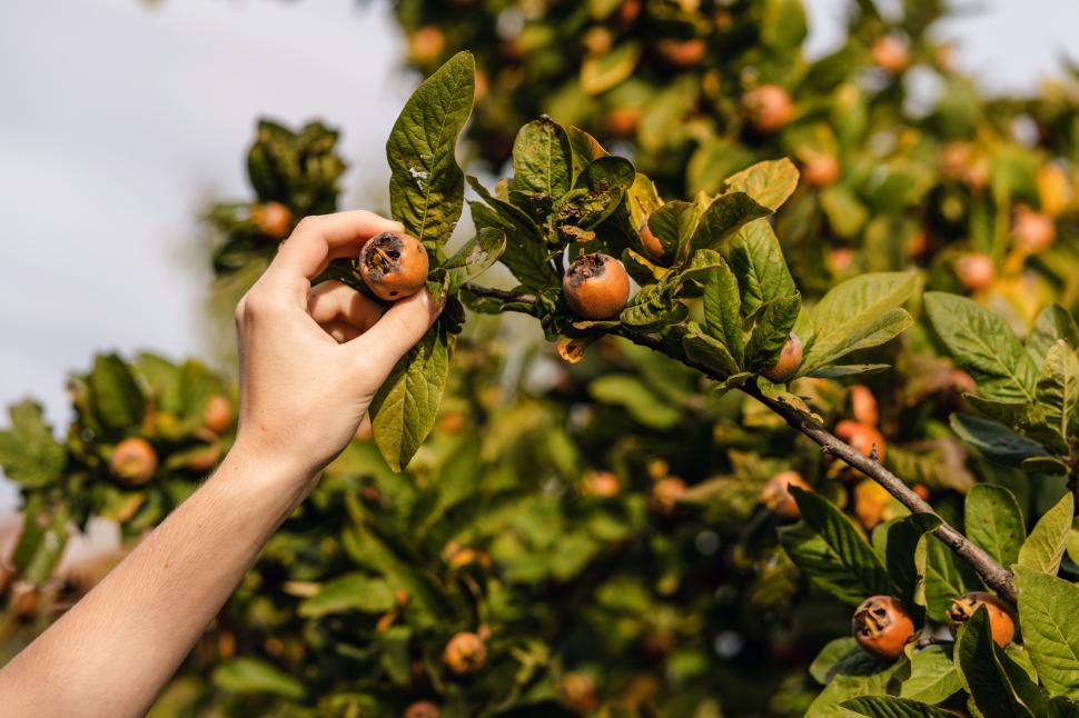 Fructul antic de care mulți europeni au uitat: Pomii de moșmoane sunt readuși la viață. Alimentul sănătos dispăruse din farfurii 1092027