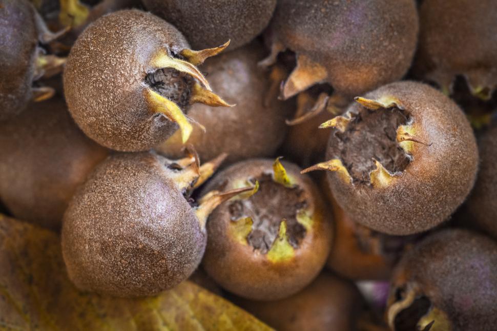 Fructul antic de care mulți europeni au uitat: Pomii de moșmoane sunt readuși la viață. Alimentul sănătos dispăruse din farfurii 1092029