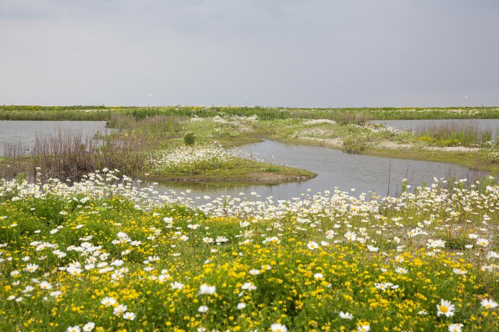 Olanda a folosit 37.000.000 de tone de sedimente dintr-un lac pentru a construi insule. Habitatele artificiale atrag acum mii de păsări 1092923