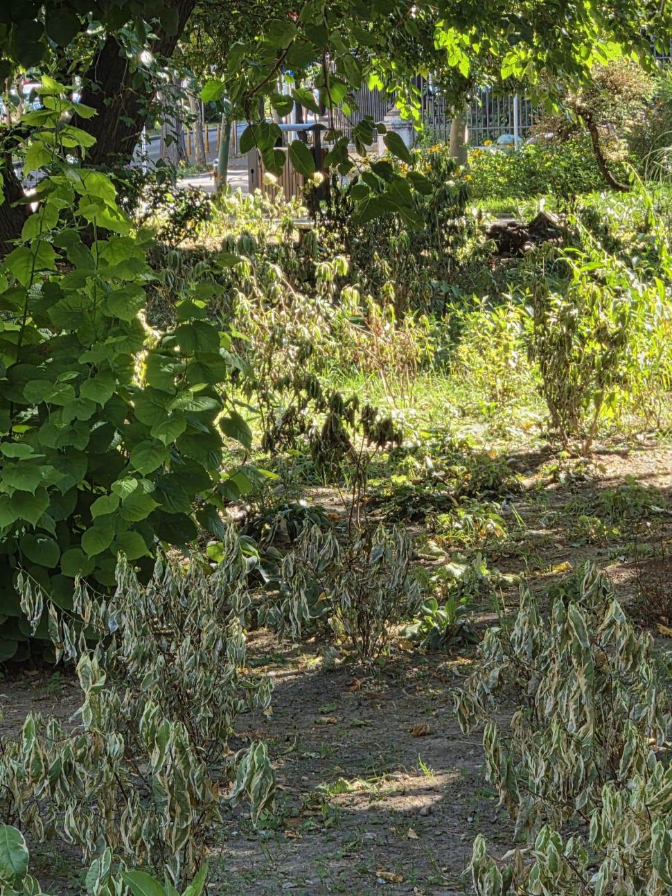 Furt absurd în centrul Capitalei: Hoții au lăsat fără apă plantele de la Sala Palatului. Ciucu: „Atât s-a putut” 1094019