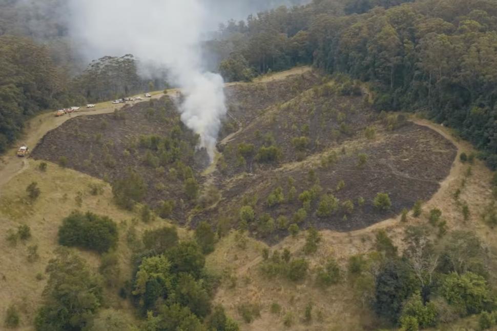 În 2020, doi soți au cumpărat o fermă de vaci în Australia. De atunci, au plantat 34.000 de copaci și refac pădurea pentru urșii koala 1094547