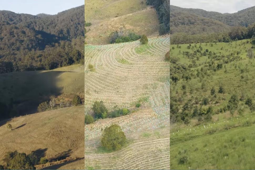 În 2020, doi soți au cumpărat o fermă de vaci în Australia. De atunci, au plantat 34.000 de copaci și refac pădurea pentru urșii koala 1094549