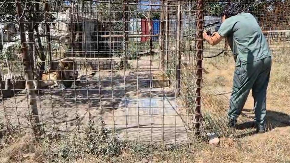 Tigri și un pui de leu mort în congelator: Ce a găsit Garda de Mediu la o grădină zoologică ilegală din Dâmbovița. Animalele, mutate 1094521