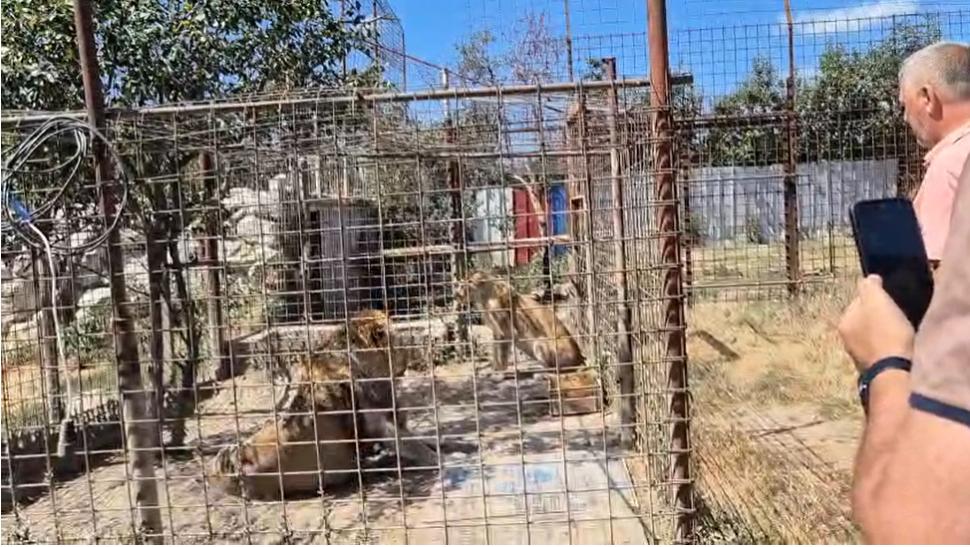 Tigri și un pui de leu mort în congelator: Ce a găsit Garda de Mediu la o grădină zoologică ilegală din Dâmbovița. Animalele, mutate 1094522