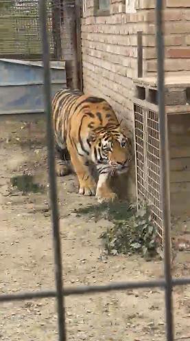 Tigri și un pui de leu mort în congelator: Ce a găsit Garda de Mediu la o grădină zoologică ilegală din Dâmbovița. Animalele, mutate 1094523