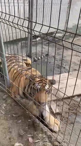 Tigri și un pui de leu mort în congelator: Ce a găsit Garda de Mediu la o grădină zoologică ilegală din Dâmbovița. Animalele, mutate 1094524