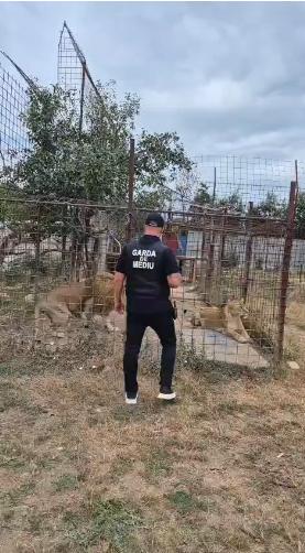 Tigri și un pui de leu mort în congelator: Ce a găsit Garda de Mediu la o grădină zoologică ilegală din Dâmbovița. Animalele, mutate 1094525