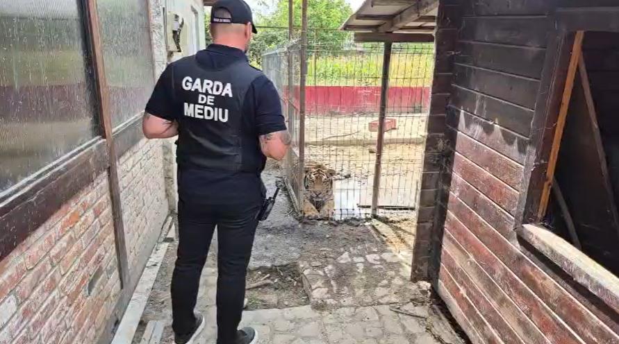 Tigri și un pui de leu mort în congelator: Ce a găsit Garda de Mediu la o grădină zoologică ilegală din Dâmbovița. Animalele, mutate 1094526