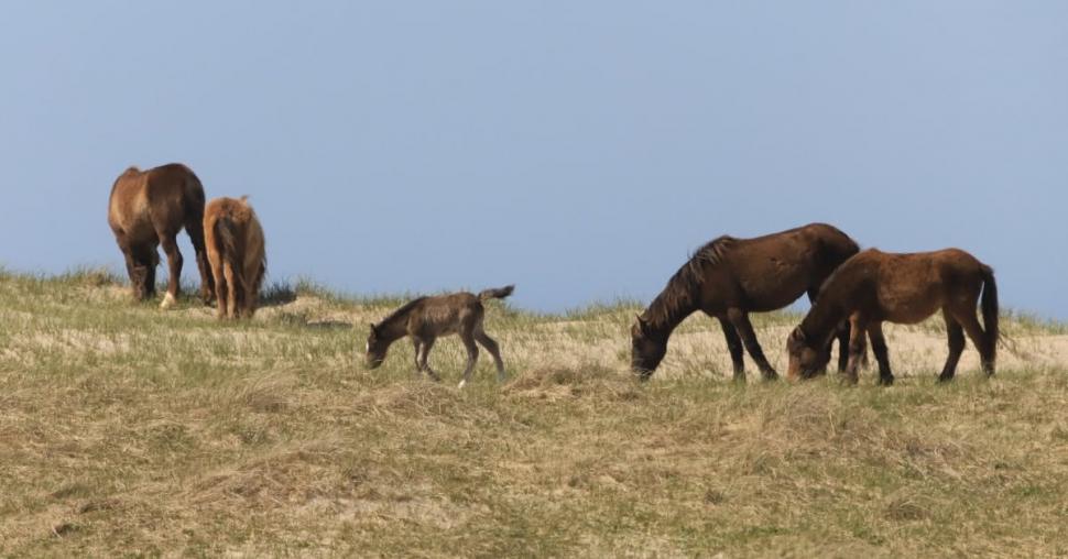 În 1760, un negustor a lăsat cai pe o insulă fără copaci din Atlantic: Astăzi, sute de urmași sălbatici trăiesc acolo liberi 1095047