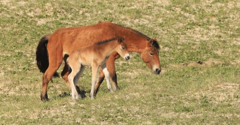 În 1760, un negustor a lăsat cai pe o insulă fără copaci din Atlantic: Astăzi, sute de urmași sălbatici trăiesc acolo liberi 1095048