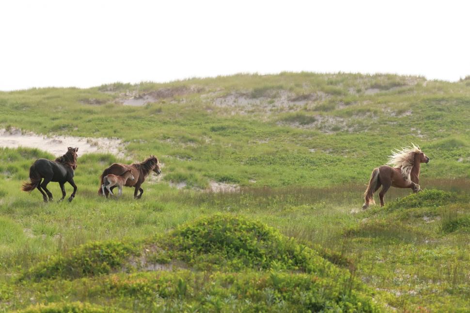 În 1760, un negustor a lăsat cai pe o insulă fără copaci din Atlantic: Astăzi, sute de urmași sălbatici trăiesc acolo liberi 1095052
