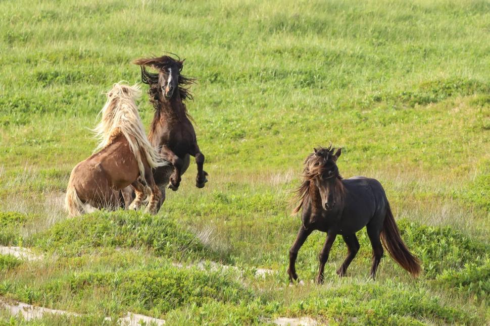 În 1760, un negustor a lăsat cai pe o insulă fără copaci din Atlantic: Astăzi, sute de urmași sălbatici trăiesc acolo liberi 1095054
