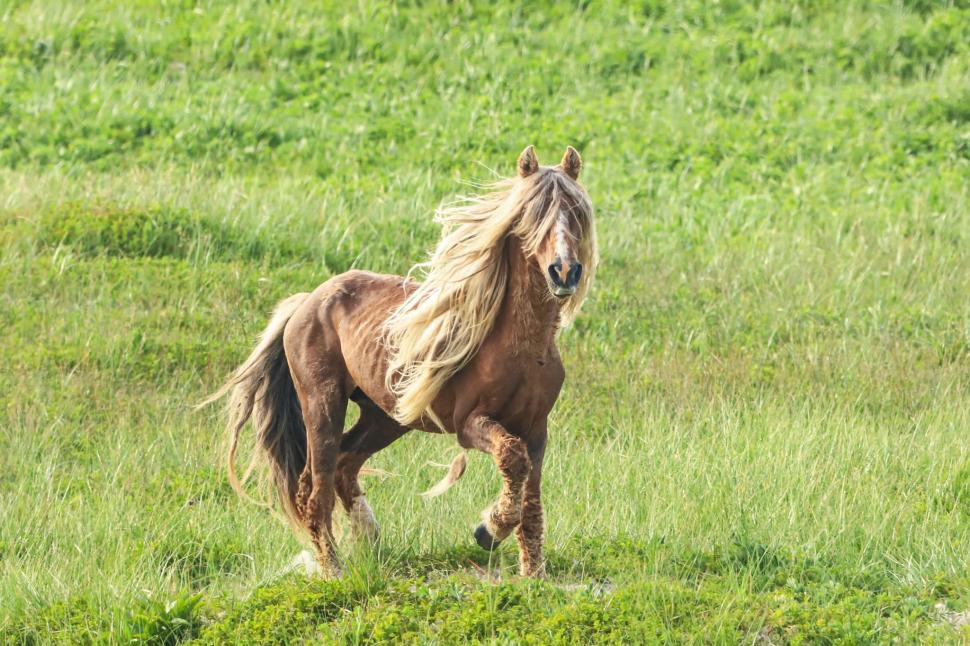 În 1760, un negustor a lăsat cai pe o insulă fără copaci din Atlantic: Astăzi, sute de urmași sălbatici trăiesc acolo liberi 1095056