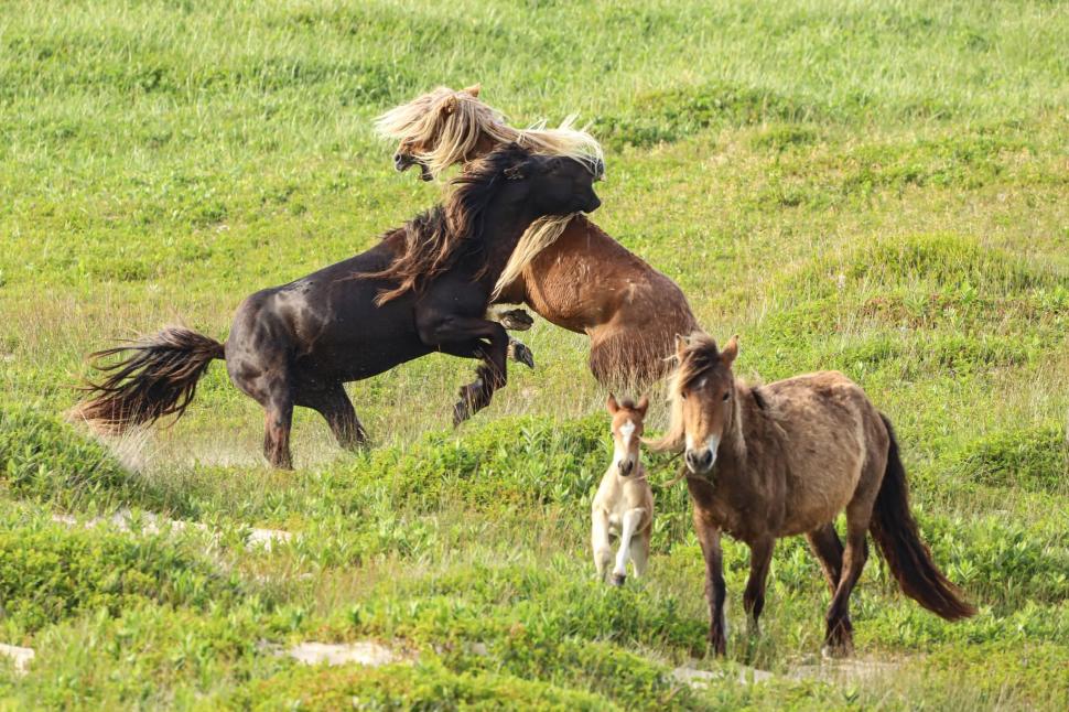 În 1760, un negustor a lăsat cai pe o insulă fără copaci din Atlantic: Astăzi, sute de urmași sălbatici trăiesc acolo liberi 1095058