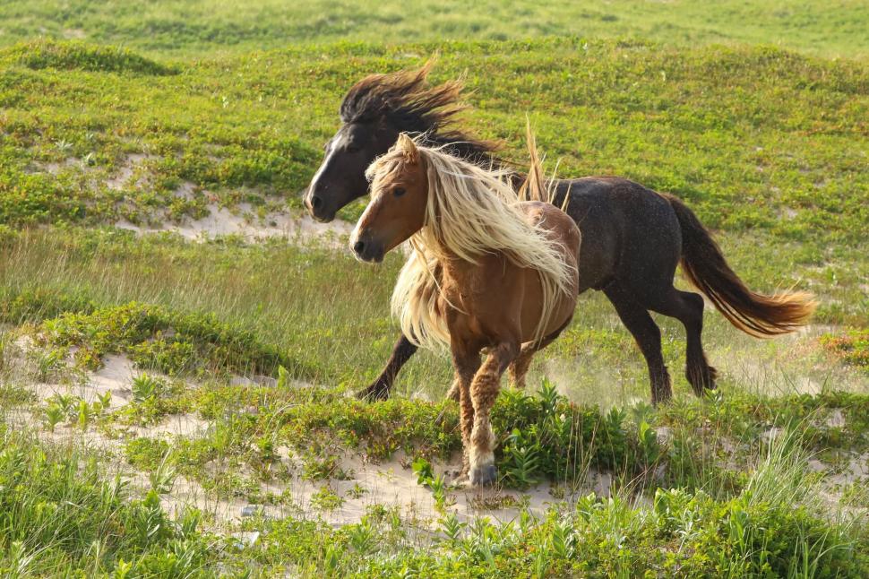 În 1760, un negustor a lăsat cai pe o insulă fără copaci din Atlantic: Astăzi, sute de urmași sălbatici trăiesc acolo liberi 1095064