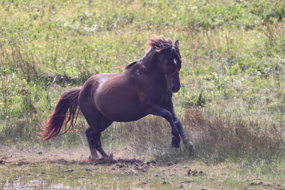 În 1760, un negustor a lăsat cai pe o insulă fără copaci din Atlantic: Astăzi, sute de urmași sălbatici trăiesc acolo liberi 1095065
