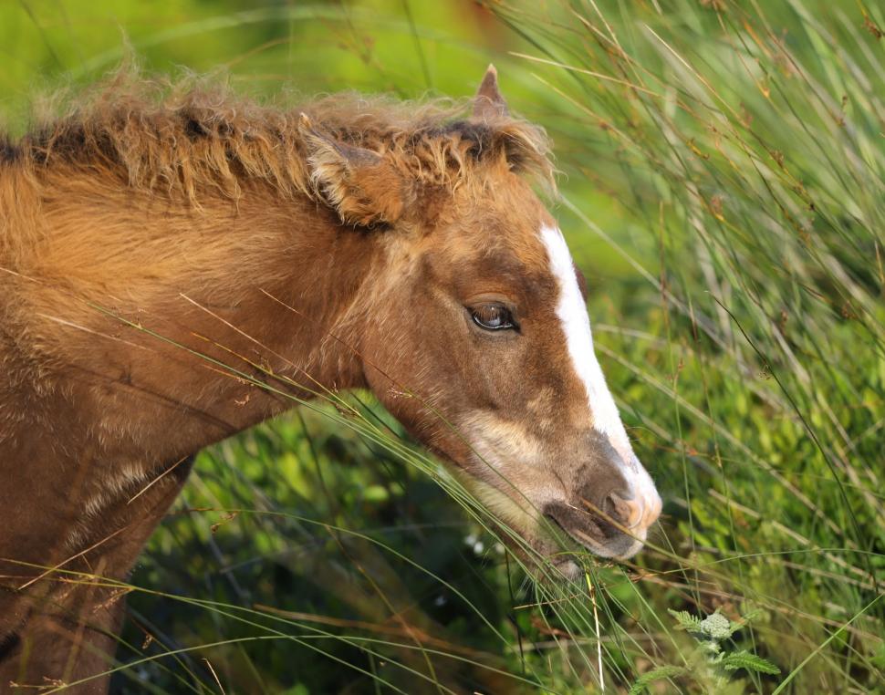 În 1760, un negustor a lăsat cai pe o insulă fără copaci din Atlantic: Astăzi, sute de urmași sălbatici trăiesc acolo liberi 1095072