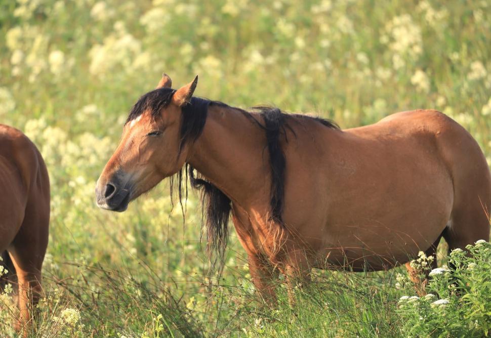 În 1760, un negustor a lăsat cai pe o insulă fără copaci din Atlantic: Astăzi, sute de urmași sălbatici trăiesc acolo liberi 1095079