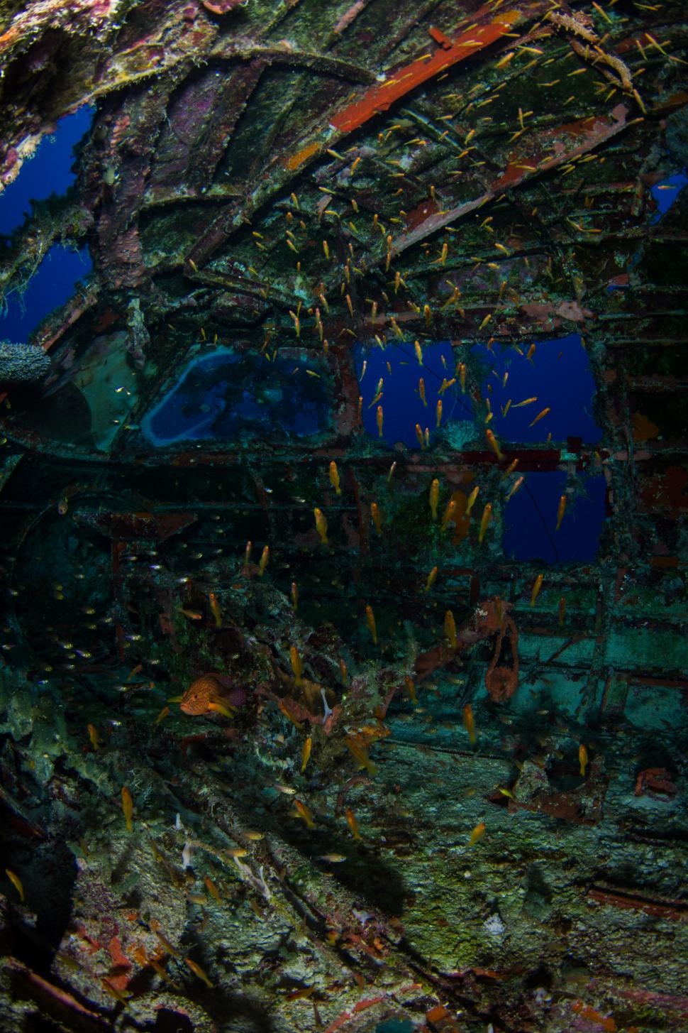 150 de avioane de război zac de 80 de ani pe fundul Pacificului. Oceanul a transformat epavele în ceva inedit. Ce au găsit scafandrii 1095100