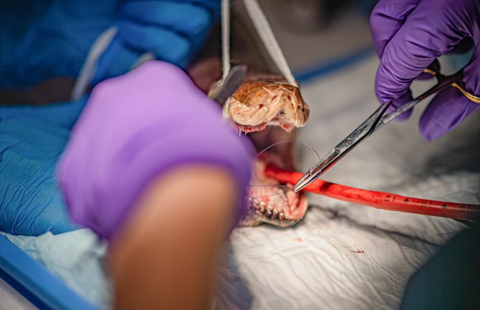 Premieră medicală: Pitonul „Jodie Foster” a fost supus unei proceduri de electrochimioterapie, pentru a vindeca o formă de cancer 1095346